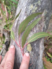 Corymbia gummifera × Corymbia maculata