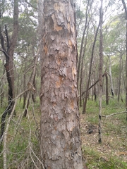 Corymbia gummifera × Corymbia maculata