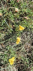 Oenothera hartwegii