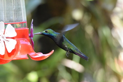 Anthracothorax nigricollis