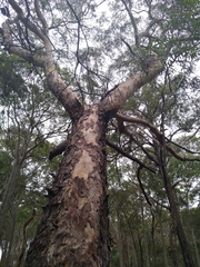 Corymbia gummifera × Corymbia maculata