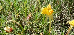 Oenothera hartwegii