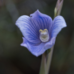 Thelymitra cyanea