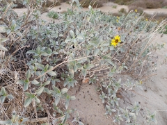 Helianthus niveus