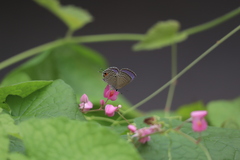 Luthrodes pandava