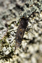 Heterocrossa iophaea