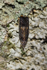 Heterocrossa iophaea