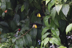 Troides helena