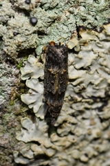 Heterocrossa iophaea