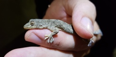 Gekko japonicus