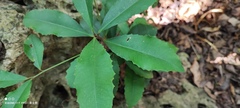 Ardisia cornudentata