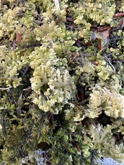 Trichocolea tomentella