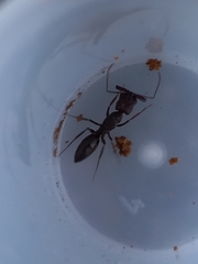 Odontomachus simillimus