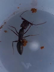 Odontomachus simillimus
