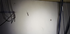 Gekko japonicus