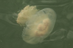 Rhopilema verrilli