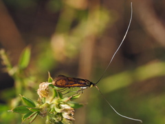Nemophora pfeifferella