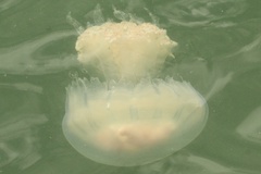 Rhopilema verrilli