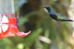 Anthracothorax nigricollis