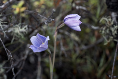 Thelymitra cyanea