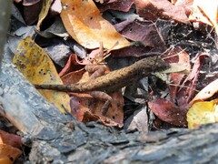 Anolis nebulosus
