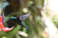 Anthracothorax nigricollis