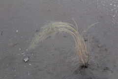 Sporobolus flexuosus