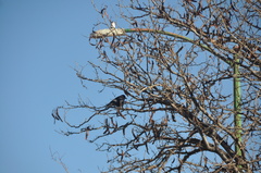 Corvus brachyrhynchos