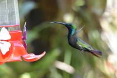 Anthracothorax nigricollis