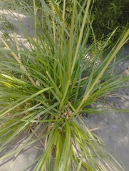 Cortaderia speciosa