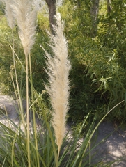 Cortaderia speciosa