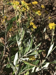 Senecio hypoleucus