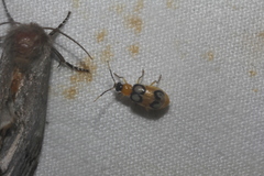 Diabrotica bioculata