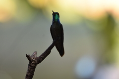 Chrysuronia