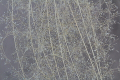 Sporobolus flexuosus