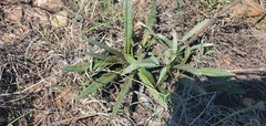 Echinacea angustifolia