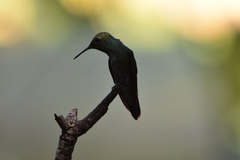 Chrysuronia