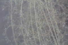 Sporobolus flexuosus