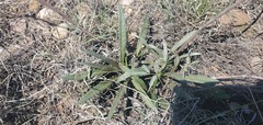 Echinacea angustifolia