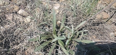 Echinacea angustifolia