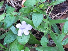 Ruellia prostrata