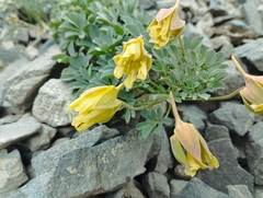 Tropaeolum polyphyllum