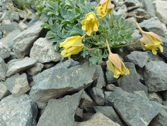 Tropaeolum polyphyllum