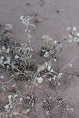 Euploca convolvulacea