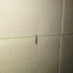 Phereoeca