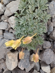 Tropaeolum polyphyllum