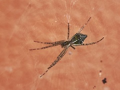 Cyrtophora cylindroides