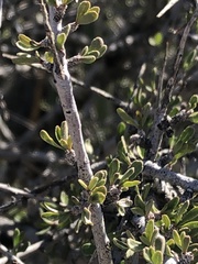 Prunus fasciculata