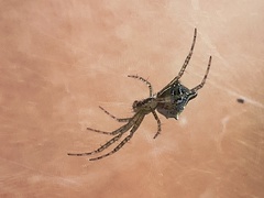 Cyrtophora cylindroides