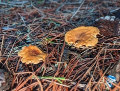 Lactarius rubidus